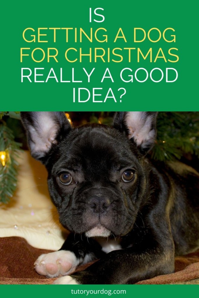 If you are thinking of getting a dog for Christmas, read this first!  Make sure that you are totally prepared for everything that your puppy needs.  Click through to read the article.