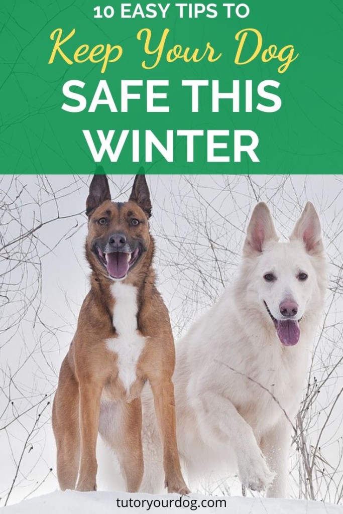 Keep your dog safe this winter with our 10 winter safety tips for your dog. Click through to read the article.