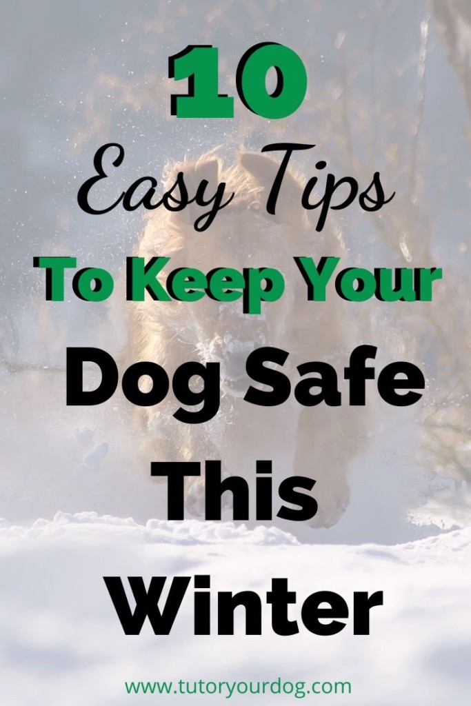 The winter can be a lot of fun for you and your dog.  Be sure to keep your dog safe on your winter outings with our 10 winter safety tips for your dog.  Click through to read the article.