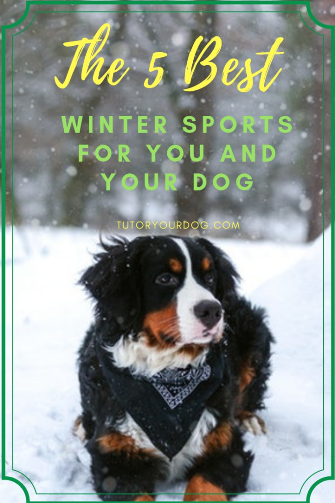 There are fun activities you can enjoy in the winter with your dog.  Check out our top 5 winter sports that you can do with your dog.  Click through to read the article.  