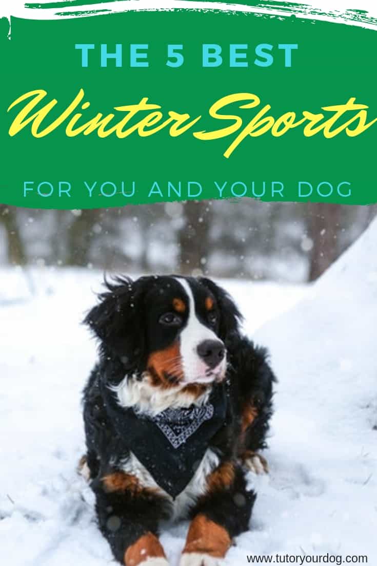 Looking for a winter activity for you and your dog?  Check out our 5 best winter sports that you can do with your dog.  Click through to read the article.