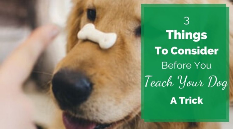 3 Things To Consider Before You Teach Your Dog A Trick