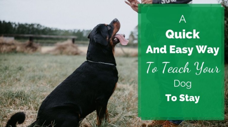 A Quick and Easy Way To Teach Your Dog To Stay
