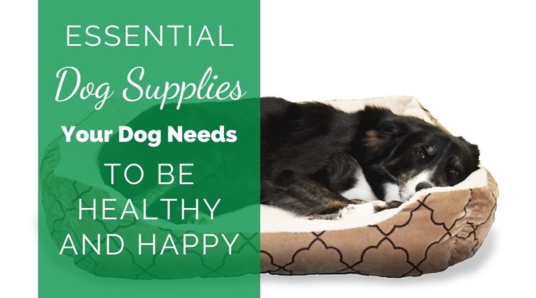 The Must Have Dog Supplies For A Healthy And Happy Dog