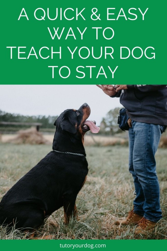 Learning how to teach your dog to stay is not only convenient but also something that should be taught to keep your dog safe.  Click through to learn how to teach your dog the stay command.  
#dogtraining #welltraineddog #teachmydogtostay