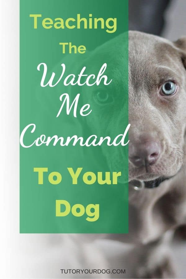 Teaching the watch me command to your dog is the first thing your dog should learn in his obedience training.  Click throughto learn how to teach this valuable dog obedience command.  
#dogtraining #watchmecommand #howtotrainyourdog