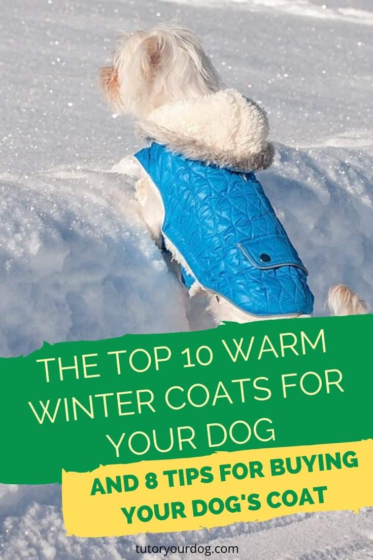 We have put together the top 10 warm winter coats for your dog.  We have also included 8 tips for buying your dog's coat.  Click through to read the article.  