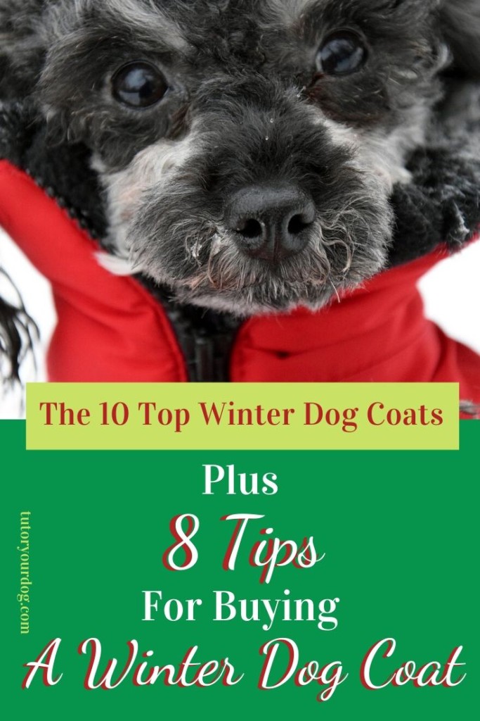 Prepare your dog for the cold temperatures with a warm winter dog coat.  We have put together our top 10 winter dog coats and have included 8 tips for buying your dog's coat.  Click through to read the article.