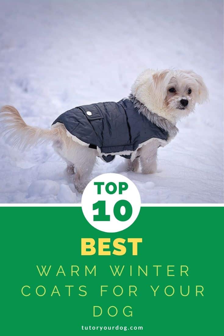 Winter can be hard on your dog.  If you want to keep him warm but don't know what dog coat to purchase you will want to check out our top 10 list of warm winter coats.  We have also included 8 tips for purchasing a winter coat to make sure that you get the best option for your dog.  