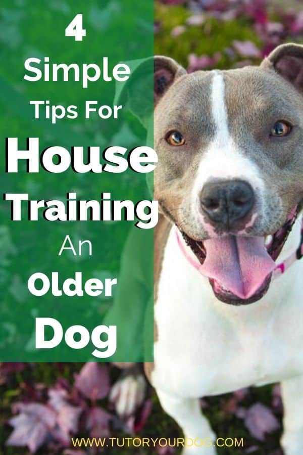 House training an older dog is not difficult when you know the proper technique.  Learn how to properly house train your older dog.  Click through to learn our 4 simple tips for potty training an older dog.  These tips will also work for potty training a puppy too!