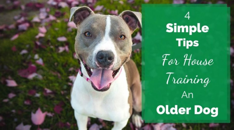 4 Simple Tips For House Training An Older Dog