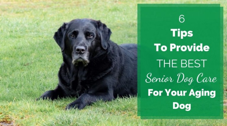 6 Tips To Provide The Best Senior Dog Care For Your Aging Dog
