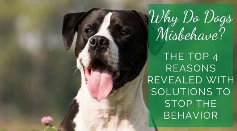Why Do Dogs Misbehave?  The Top 4 Reasons Revealed With Solutions To Stop The Behavior