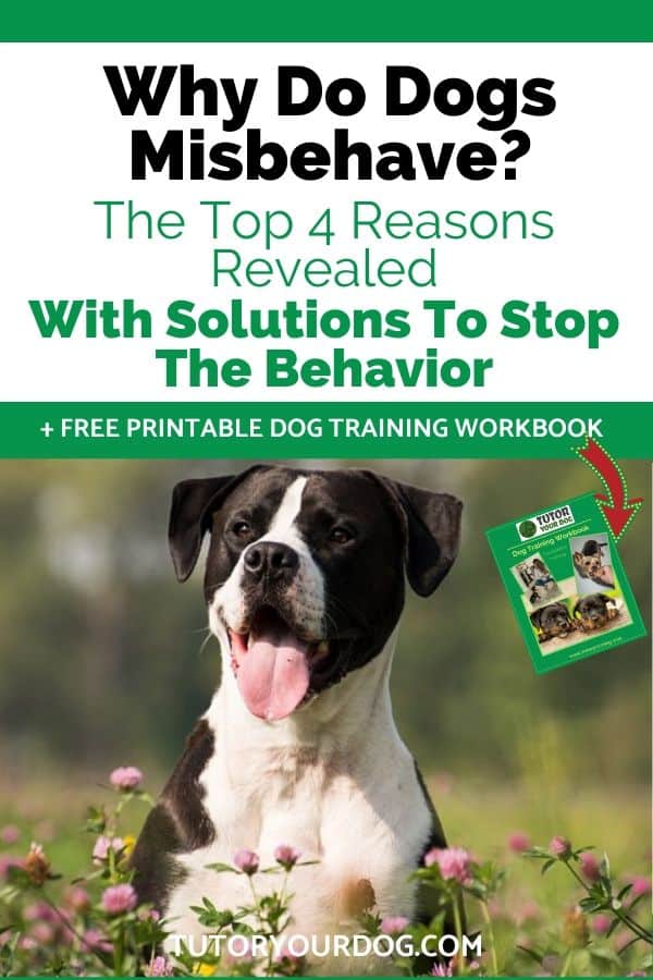 When trying to solve your dog's problem behavior, the first thing to ask is why do dogs misbehave?  Once you know the cause you can find the solution.   Click through to learn how to correct your dog's problem behavior. 