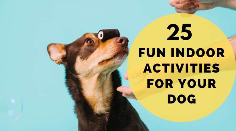 25 Fun Indoor Activites For Dogs