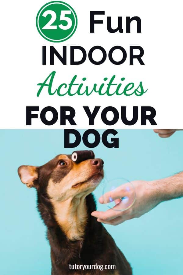 25 Fun Indoor Activities For Dogs
