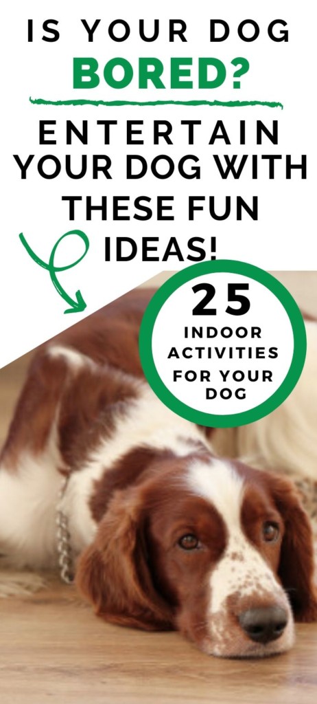 Is your dog bored?  If you are stuck inside with your dog there are lots of things that you can do to entertain your dog and the rest of your family too.  Check out our 25 indoor activities for your dog.  Your kids will love these indoor activities too.  Click through to read the article.  