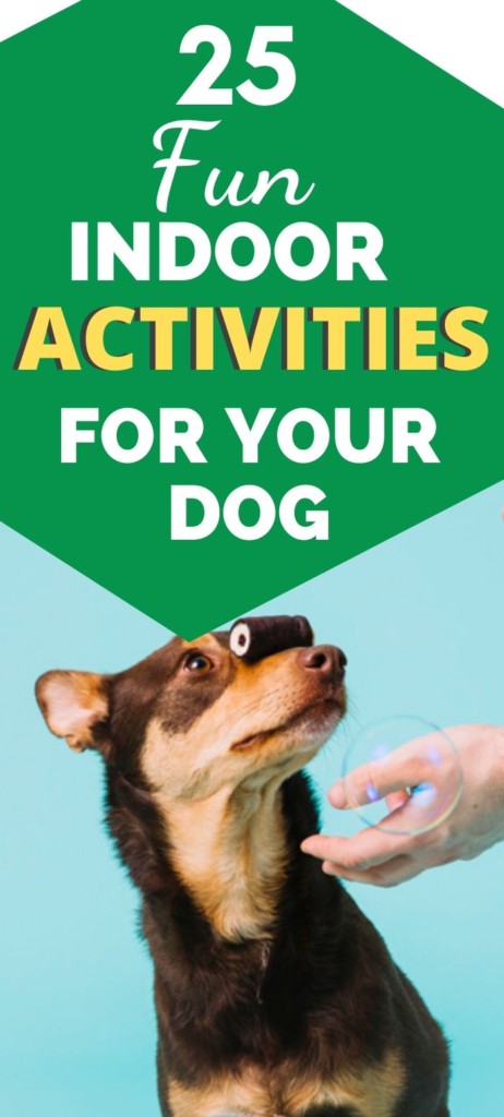 How can you keep your dog entertained indoors? Check out our 25 fun indoor activites for dogs. Keep your dog happy with these fun indoor games for dogs. Click through to read the article. 