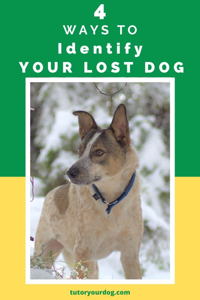 Being able to identify your lost dog is important so that you can get him back quickly. Learn 4 ways to identify your lost dog. Clickthrough to read the article.