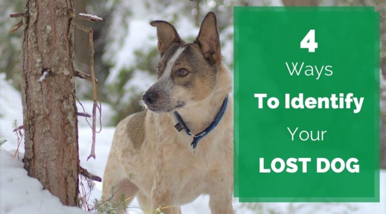 4 Ways To Identify Your Lost Dog