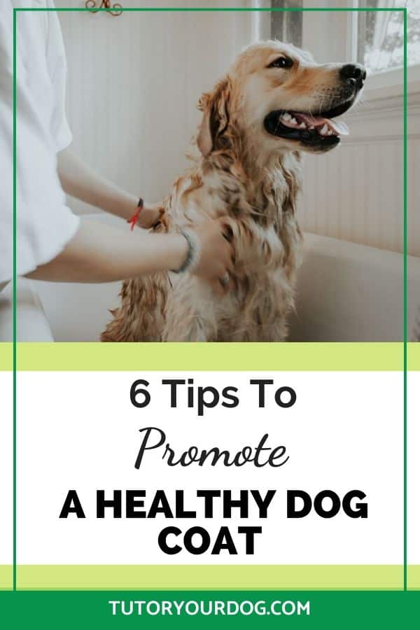 There are things that you can do to easily promote a healthy dog coat. Check out our 6 tips to a healthy, shiny coat for your dog.  Click through to read the article. 
