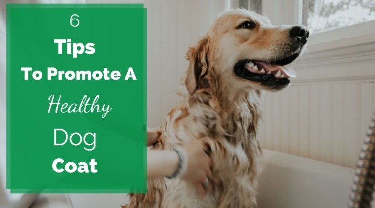 6 Tips To Promote A Healthy Dog Coat