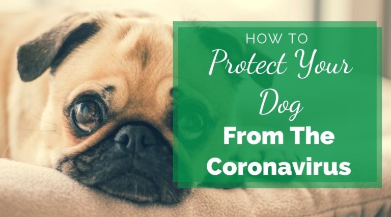 How To Protect Your Dog From The Coronavirus