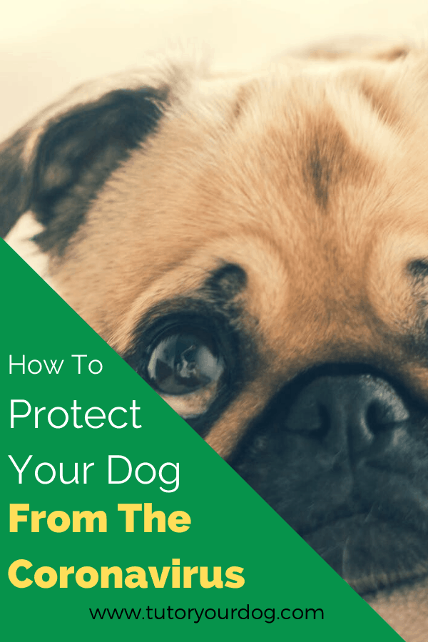 Learn how to protect your dog from the coronavirus.  4 easy ways that you can protect your dog from contracting the coronavirus.  There is still so little known about COVID-19, including if your dog is able to be infected.  Click through to learn what you can do to protect your dog.  