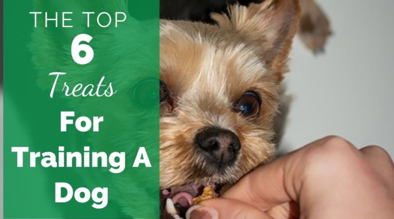 The Top 6 Best Treats For Training A Dog