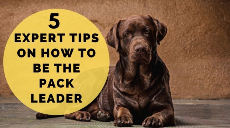 5 Expert Tips On How To Be The Leader Of The Pack