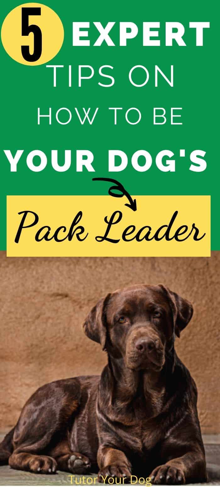 If your dog has taken over your household it is important for you to learn how to be the pack leader. This is necessary to control unwanted dog behaviors. With these dog training tips you can easily get control over your dog and cut out unwanted dog behaviors.  Click through to read the article.  #dogtrainingtips #bethepackleader #freedogtrainingadvice 