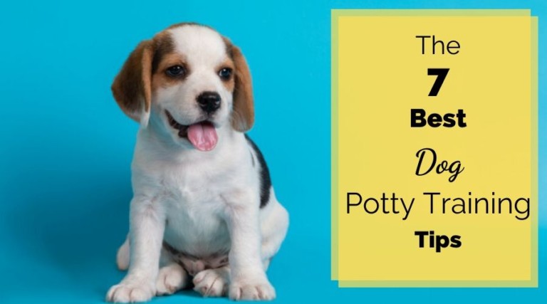 The 7 Best Dog Potty Training Tips