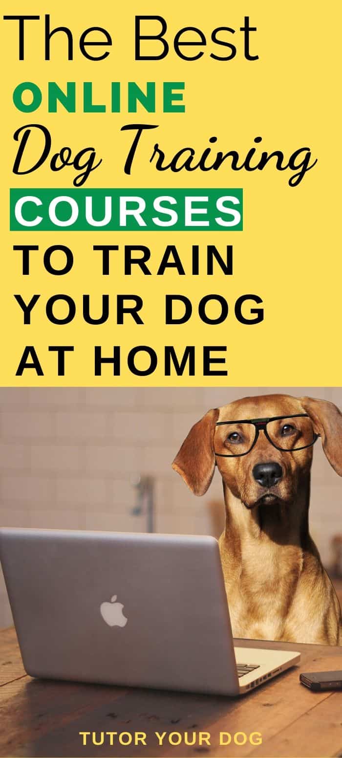 Online dog training courses are the perfect way to train your dog from home.  When you don't have access to dog training classes in your area or the classes don't work with your schedule, online dog training courses are an excellent solution.  Click through to check out the best courses for training your dog.  #dogtrainingtips #onlinecourses #onlinedogtraining