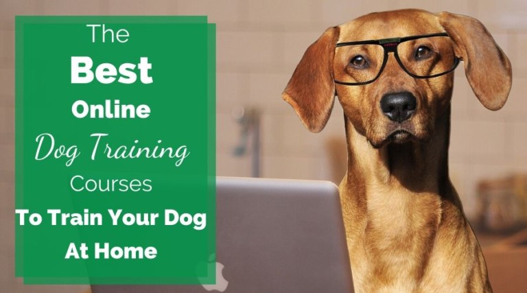 The Best Online Dog Training Courses To Train Your Dog At Home
