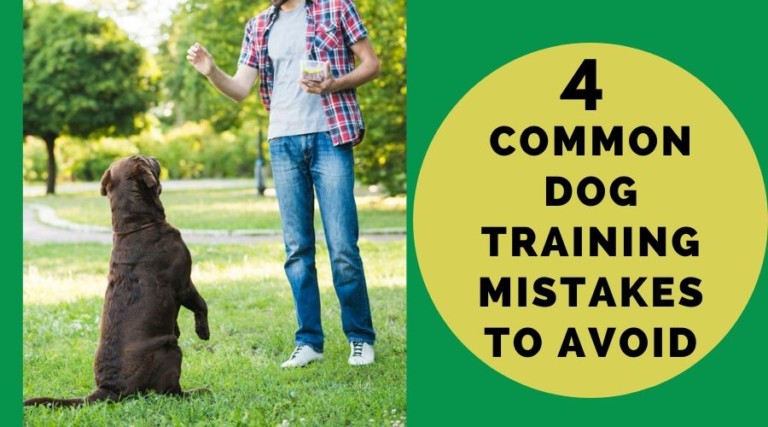 4 Common Dog Training Mistakes To Avoid