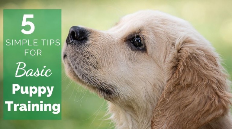 5 Simple Tips For Basic Puppy Training
