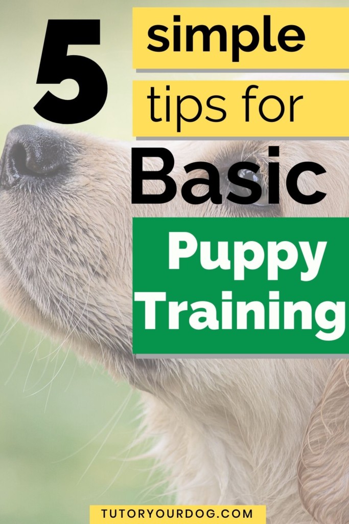 Basic puppy training doesn't have to be complicated and there are some simple tips you can use to make sure that it's a positive experience for your puppy.  Click through to read these basic puppy training tips. #dogtraining #dogtrainingtips #puppytraining