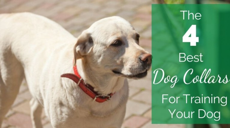 The 4 Best Dog Collars For Training Your Dog