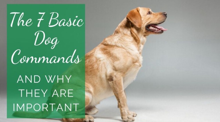 The 7 Basic Dog Commands And Why They Are Important