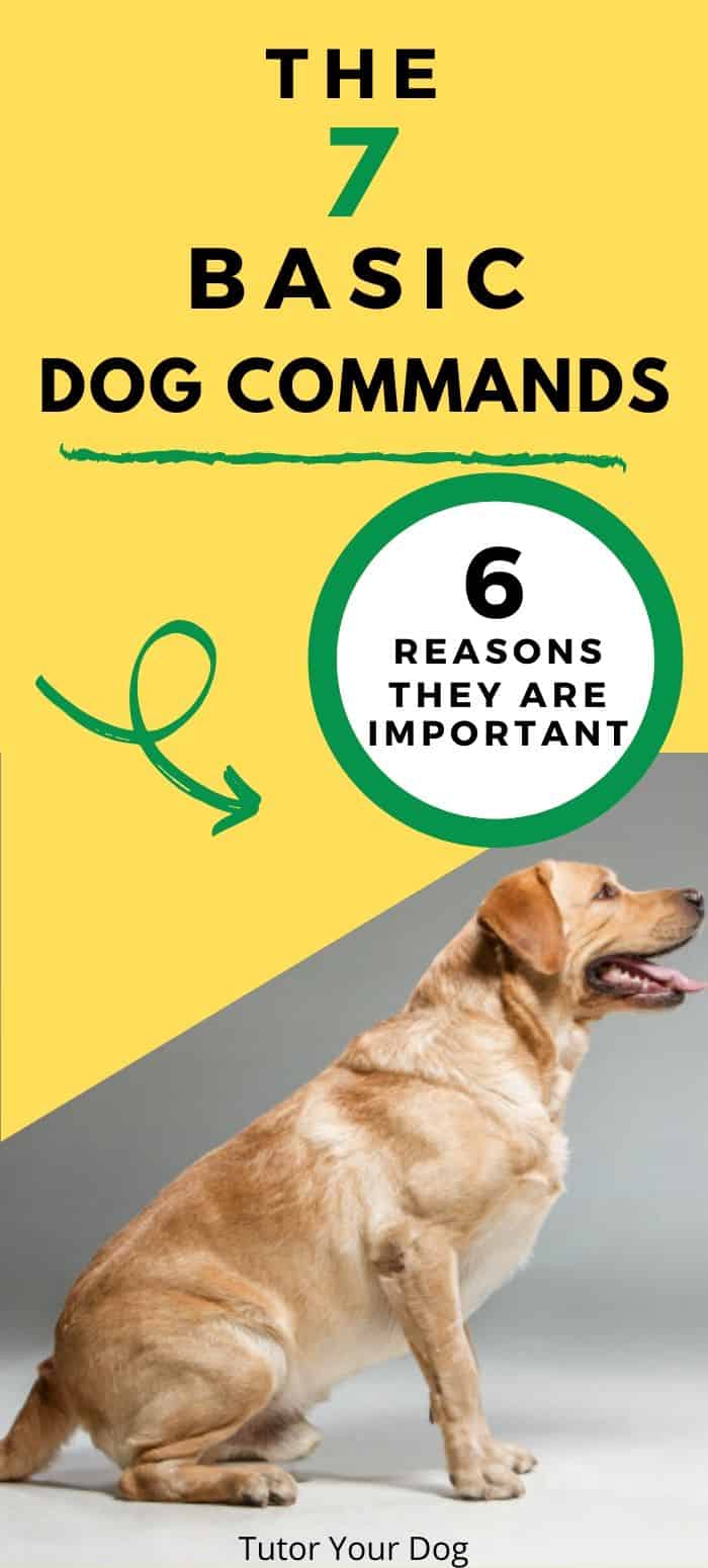 Teaching basic dog commands is essential to having a well trained and easy to live with dog.  These commands are the fundamentals of any training program.  Click through to read the article.