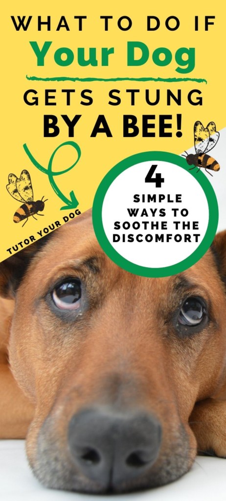  If your dog has been stung by a bee or bitten by a bug, check out these simple and safe ways to soothe a dog stung by a bee or bitten by a bug at home. Simple home remedies that can help to sooth a bee sting or bug bite to help your dog feel more comfortable.  #homeremedies #dogstungbybee