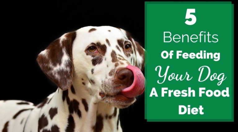 5 Benefits Of Feeding Your Dog A Fresh Food Diet