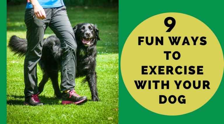 9 Fun Ways To Exercise With Your Dog