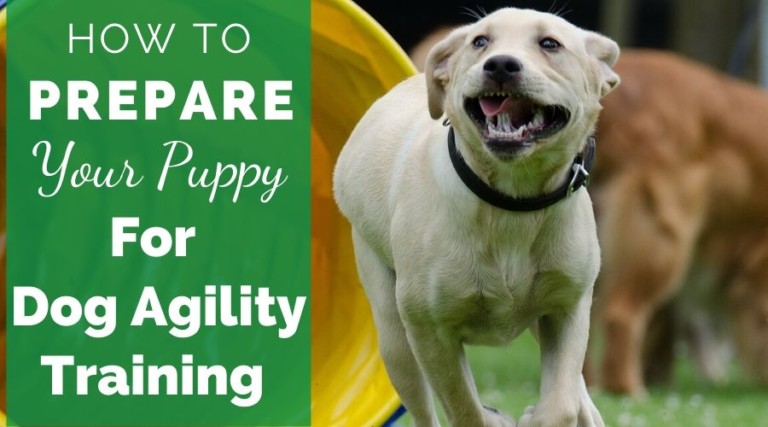 How To Prepare Your Puppy For Dog Agility Training