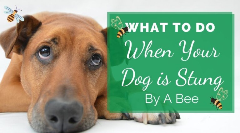 What To Do When Your Dog Is Stung By A Bee…4 Simple Ways To Soothe The Discomfort