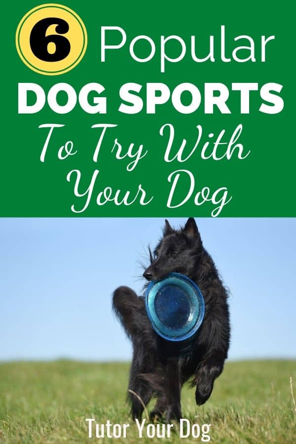 6 Popular Dog Sports To Try With Your Dog
