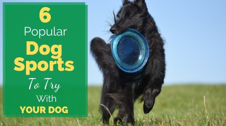 6 Popular Dog Sports To Try With Your Dog