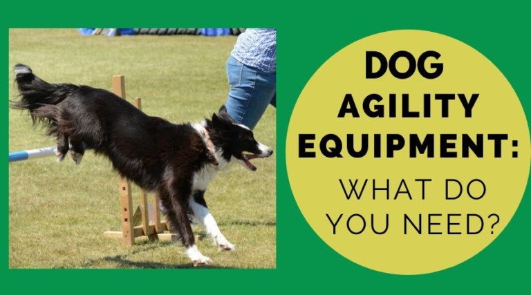 Dog Agility Equipment: What Do You Need?