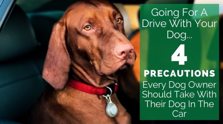 Going for a Drive With Your Dog – 4 Precautions Every Dog Owner Should Take With Your Dog In The Car