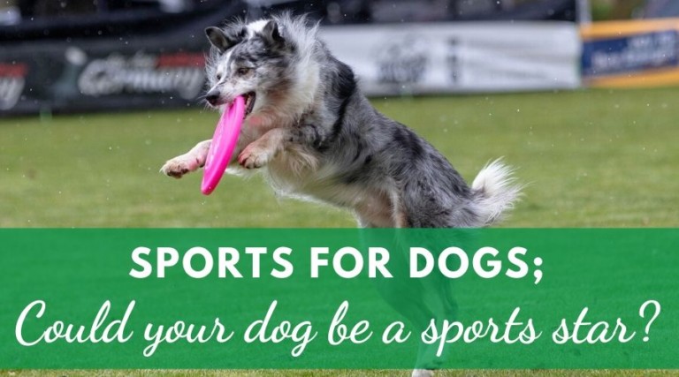 Sports For Dogs; Could Your Dog Be a Sports Star?